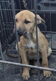 BIG BERTA - Terrier available for adoption