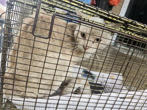 SHAMUS - Domestic Short Hair available for adoption