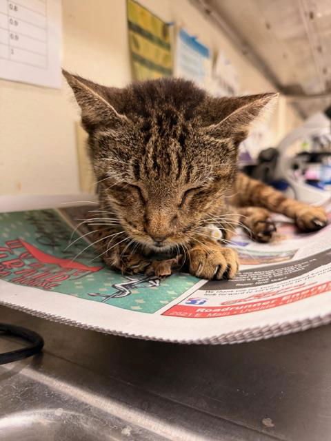 LOPPY - Domestic Short Hair available for adoption