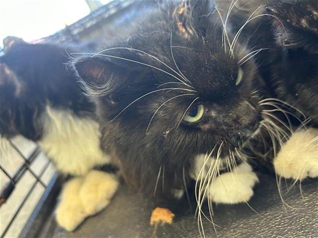 A796089 - Domestic Short Hair available for adoption