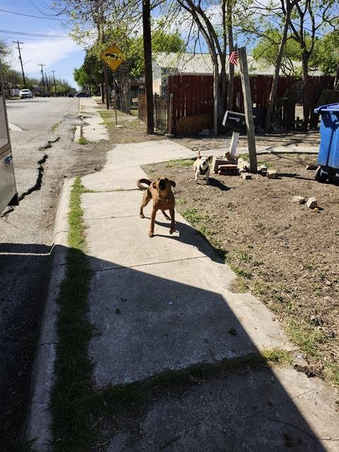 ARCULES - Hound available for adoption