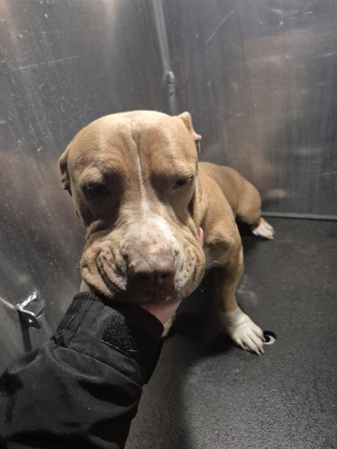 RILEY - American Staffordshire Terrier available for adoption