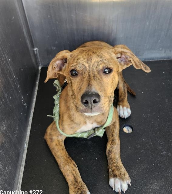 FAJITA - American Staffordshire Terrier available for adoption