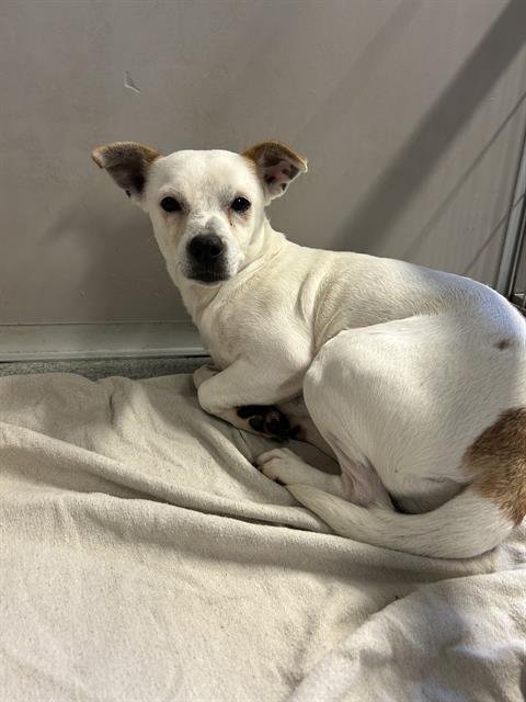 TALIA - Terrier available for adoption