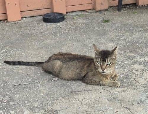 WHISKERS - Domestic Medium Hair available for adoption