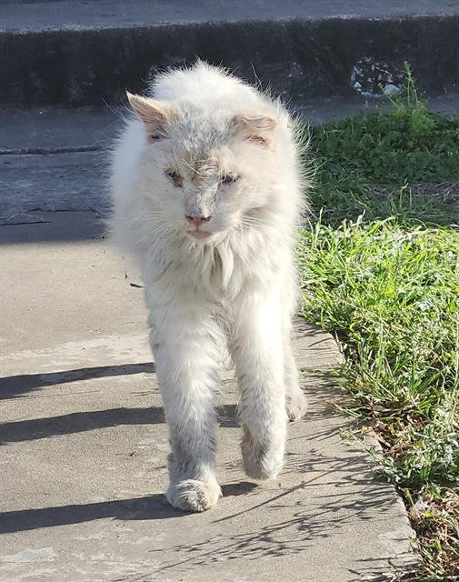 POLAR BEAR - Domestic Medium Hair available for adoption