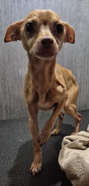 ZOE - Chihuahua available for adoption