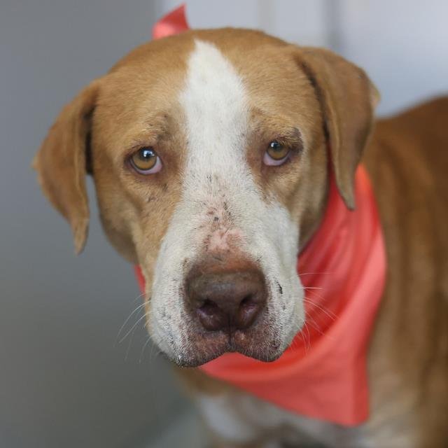 SCARLET - Hound available for adoption