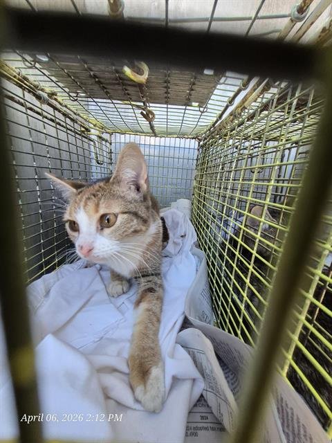 BENTLEY - Domestic Short Hair available for adoption