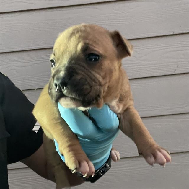 A793482 - Boxer available for adoption