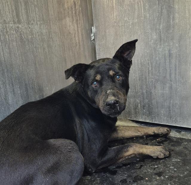 TUTTLE PIBBLES - German Shepherd Dog available for adoption