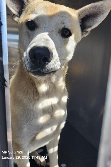 WATERMELON - Husky available for adoption