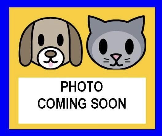 ALEXANDER - Domestic Short Hair available for adoption