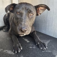 STELLA - Photo 1