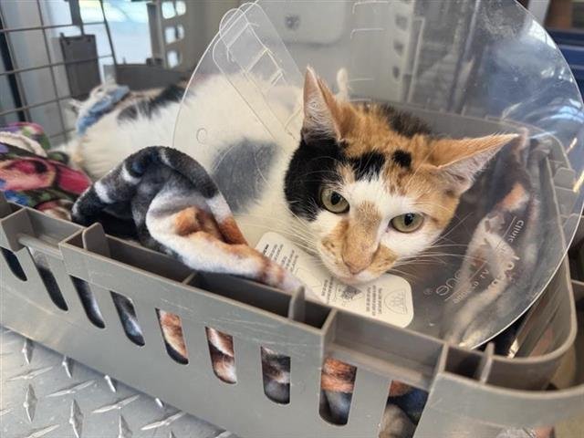 MARIPOSA - Domestic Short Hair available for adoption