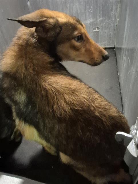 GOLDIE - German Shepherd Dog available for adoption