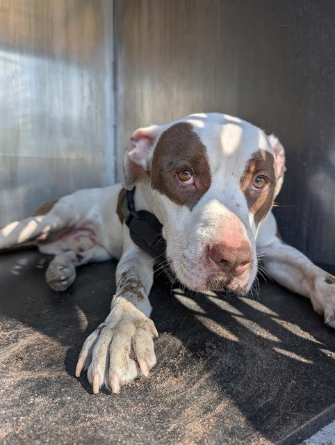 VICTOR - American Staffordshire Terrier available for adoption