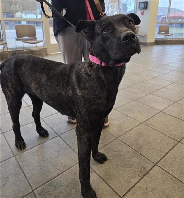 ROMINA - Cane Corso Mastiff available for adoption