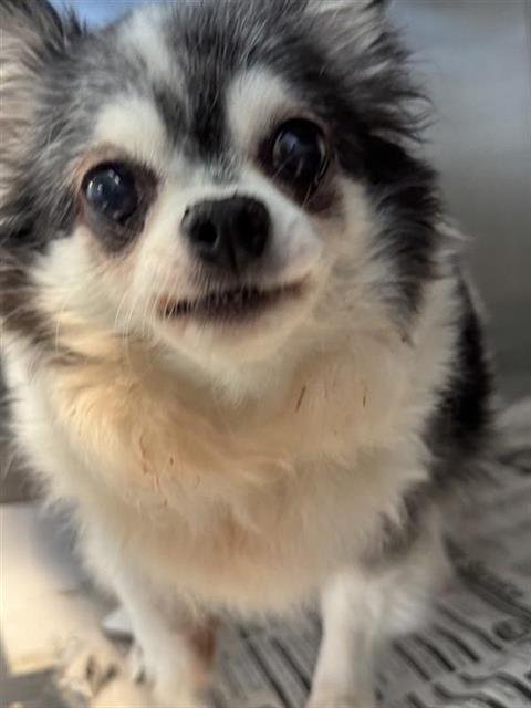 TIA - Chihuahua available for adoption