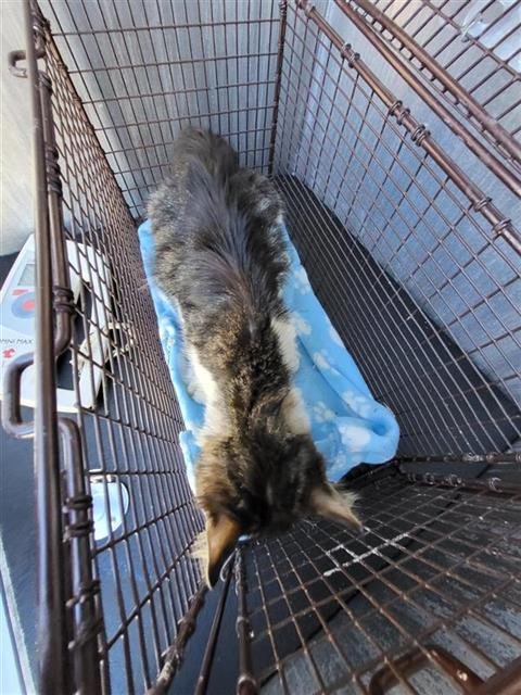 TANK - Domestic Short Hair available for adoption