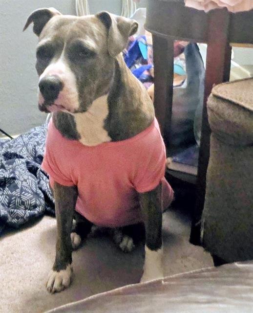 RUBY ANN - American Staffordshire Terrier available for adoption