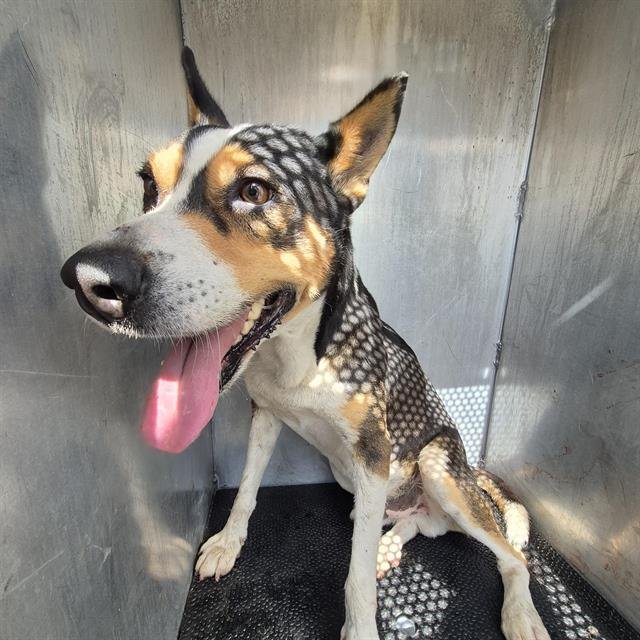 TURBO - Terrier available for adoption