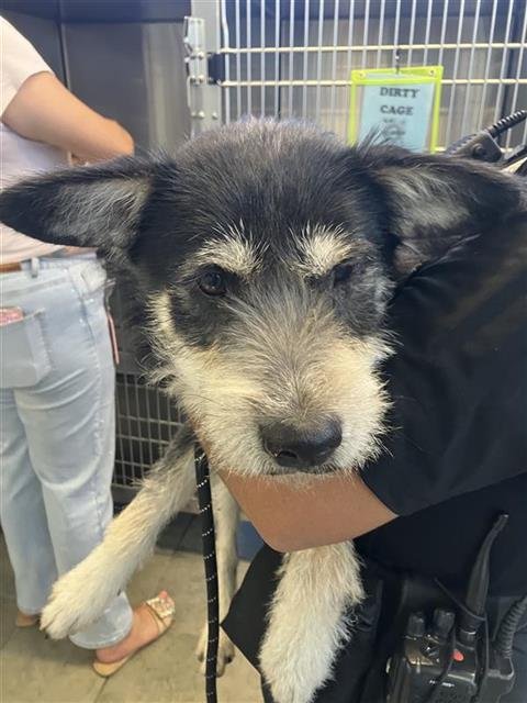 BAILEY - Terrier available for adoption