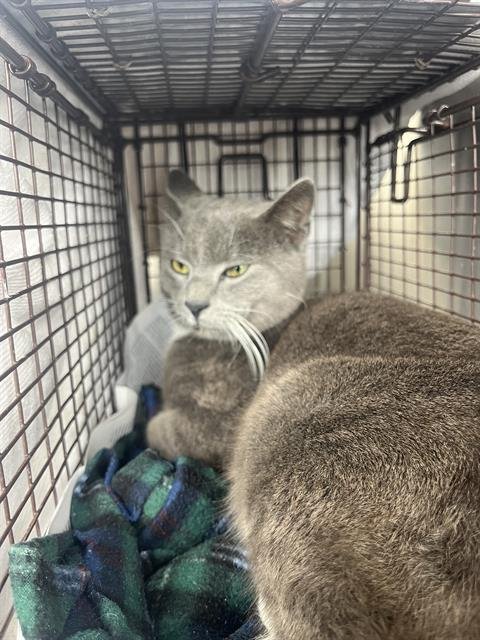 BENN - Domestic Short Hair available for adoption