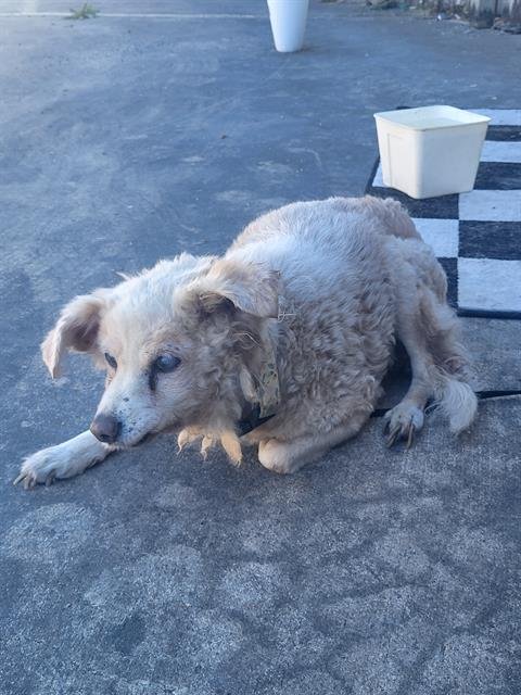 BETTY - Poodle (Miniature) available for adoption