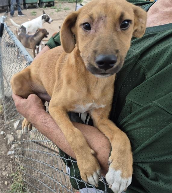 MAMMOTH - Labrador Retriever available for adoption