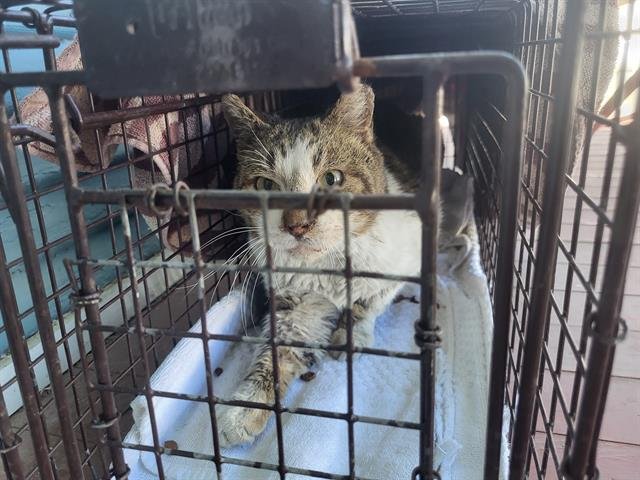 RAZZ - Domestic Short Hair available for adoption