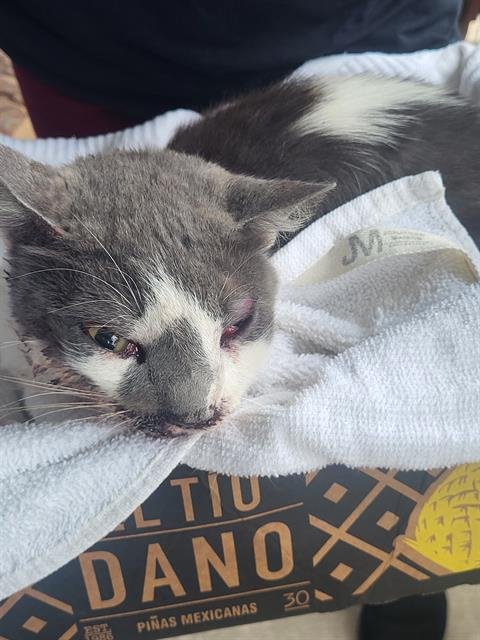 TROY - Domestic Short Hair available for adoption