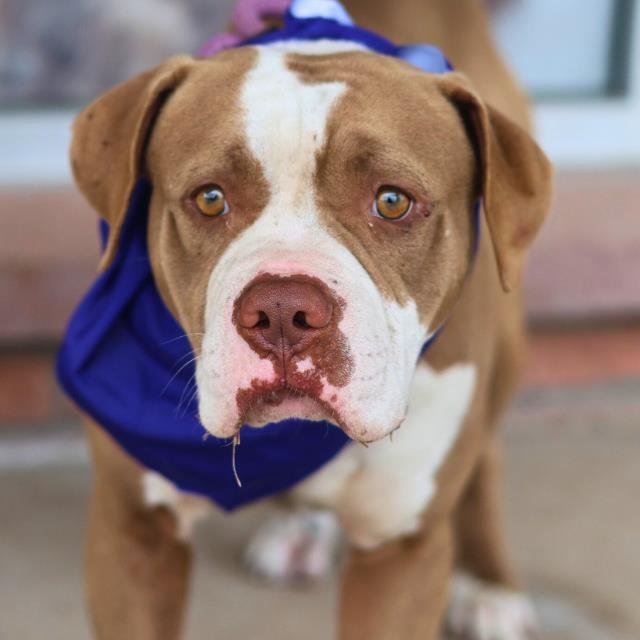 BRAVO - Bullmastiff available for adoption