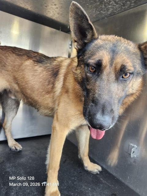 WILLEY - German Shepherd Dog available for adoption