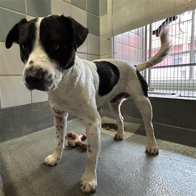 WINSTON - Terrier available for adoption