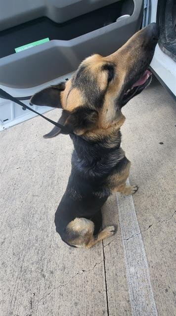 ARIANA - German Shepherd Dog available for adoption