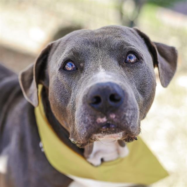 RATINO - American Staffordshire Terrier available for adoption