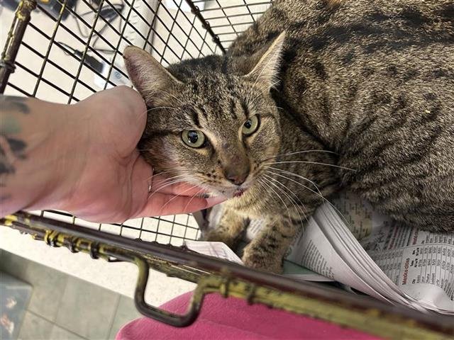 HANK WILLIAMS JR - Domestic Short Hair available for adoption