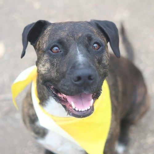 TALIK - American Staffordshire Terrier available for adoption