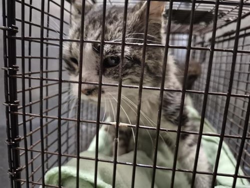 ROGER - Domestic Short Hair available for adoption