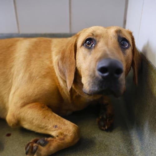 MISSY - Hound available for adoption