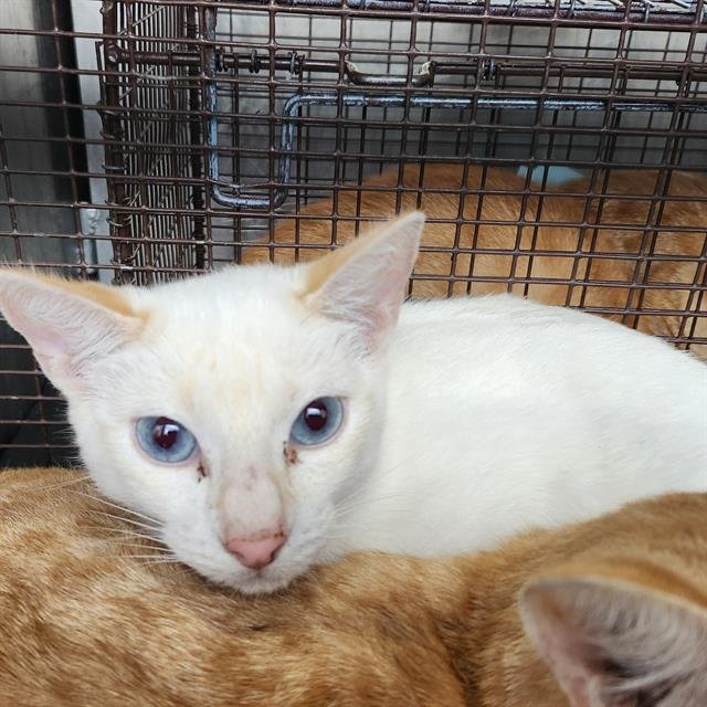 SAFFRON - Domestic Short Hair available for adoption