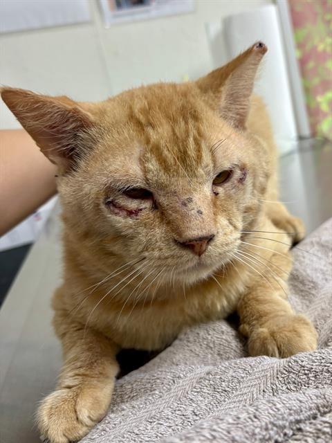 ZARRUBO - Domestic Short Hair available for adoption