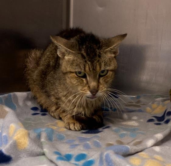 MIST - Domestic Short Hair available for adoption