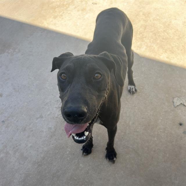 TEDDY BEAR - Doberman Pinscher available for adoption