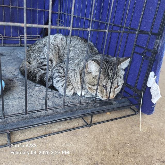 DEAN - Domestic Medium Hair available for adoption