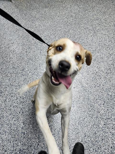 RANGER - Labrador Retriever available for adoption
