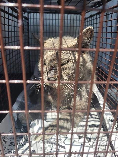 TUX - Domestic Short Hair available for adoption