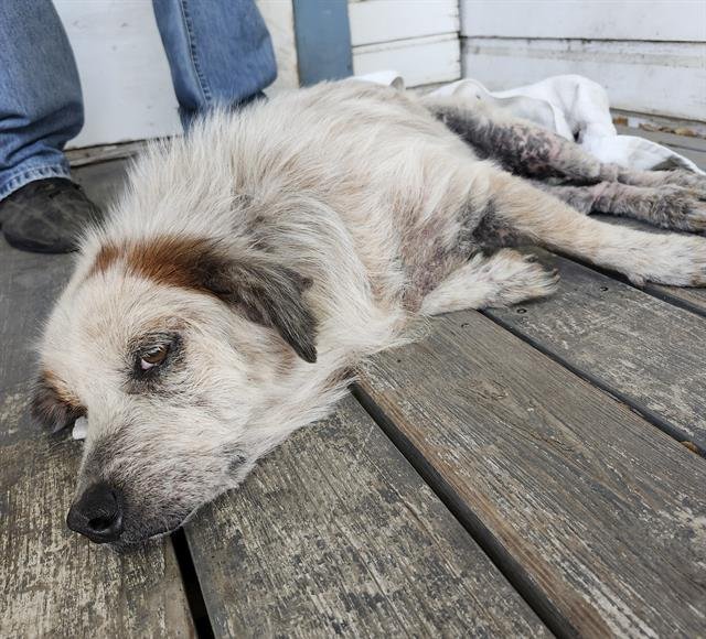 WILLA - Australian Shepherd available for adoption