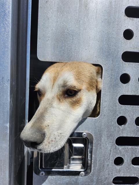 BELLA - American Staffordshire Terrier available for adoption